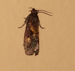 Cryptaspasma sordida