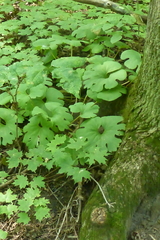 Sanguinaria canadensis