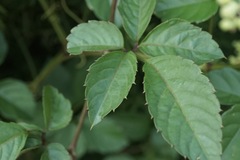 Causonis japonica