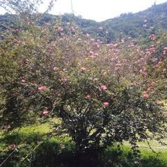 Calliandra surinamensis
