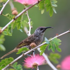 Calliandra surinamensis