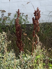 Rumex