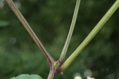 Causonis japonica