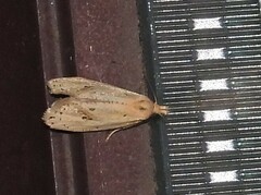 Macrochilo orciferalis