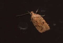 Agonopterix thelmae