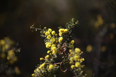 Acacia aspera