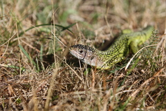 Lacerta bilineata