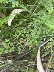 Lindsaea microphylla