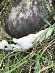 Ganoderma resinaceum