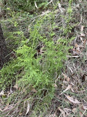 Lindsaea microphylla