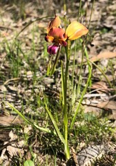 Diuris orientis