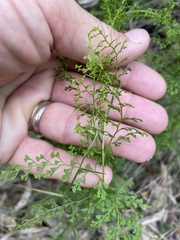 Lindsaea microphylla