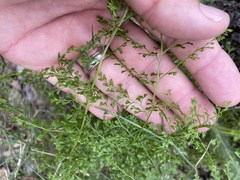 Lindsaea microphylla