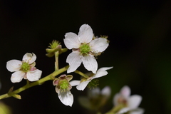 Rubus cissoides