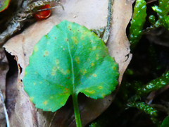 Puccinia violae