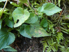 Puccinia violae