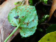 Puccinia violae