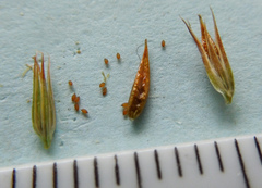 Juncus torreyi