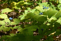 Caulophyllum thalictroides