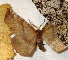 Selenia dentaria