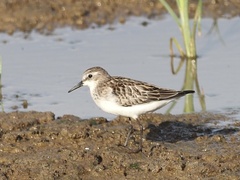 Calidris ruficollis