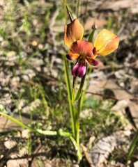 Diuris orientis