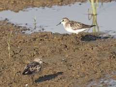 Calidris ruficollis