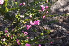 Boronia serrulata