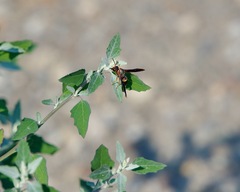 Euodynerus hidalgo