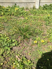 Trachyandra revoluta