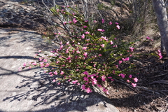 Boronia serrulata
