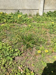 Trachyandra revoluta