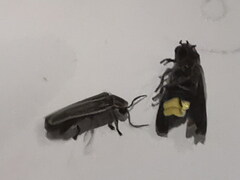 Photinus signaticollis