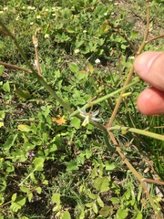 Trachyandra revoluta