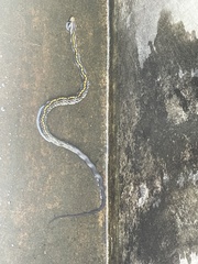 Coelognathus flavolineatus