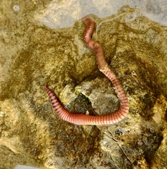 Eisenia