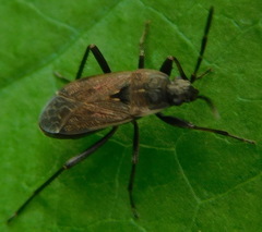 Panaorus adspersus