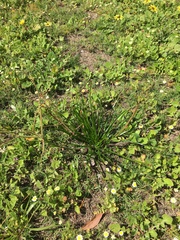 Trachyandra revoluta