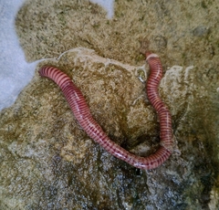 Eisenia