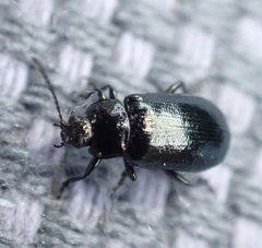 Phratora