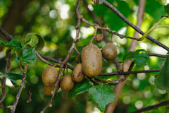Actinidia rufa