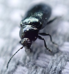 Phratora