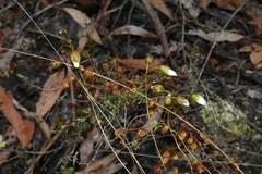 Drosera planchonii