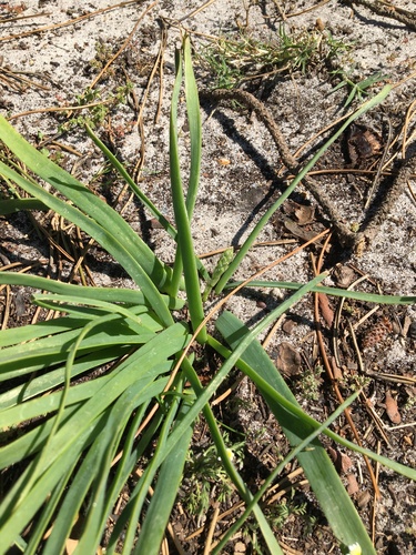 Trachyandra ciliata