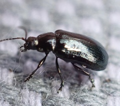 Phratora