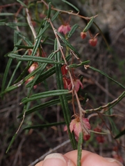 Lasiopetalum rufum
