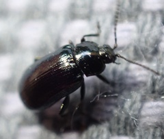 Phratora
