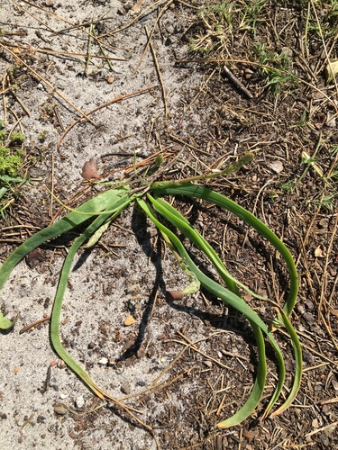 Trachyandra ciliata