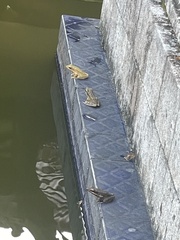 Chalcorana chalconota