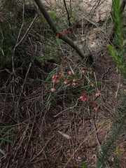 Lasiopetalum rufum